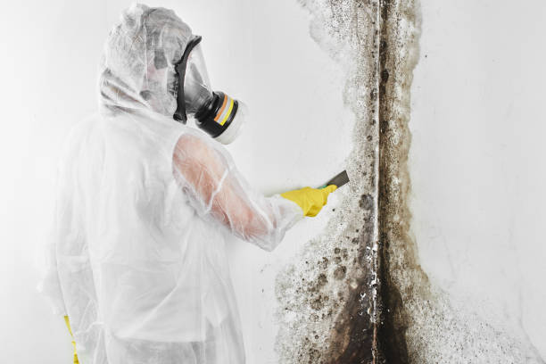 Mold Removal and Inspection in Wailua, HI