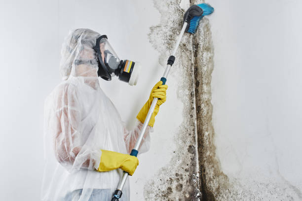 Best Toxic Mold Removal  in Wailua, HI