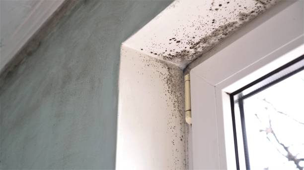 Best Mold Cleaning Services  in Wailua, HI