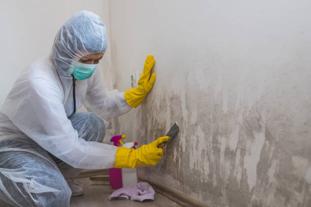 Best Emergency Mold Removal  in Wailua, HI