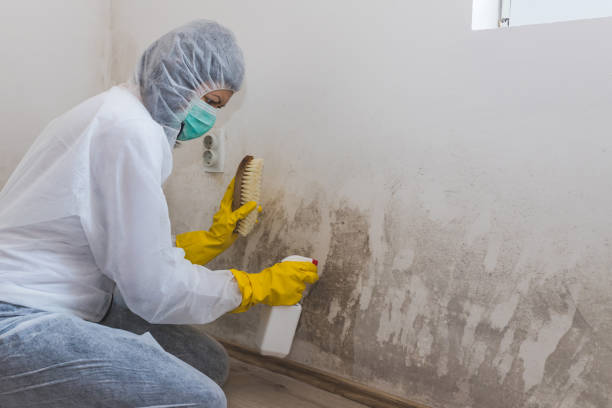 Best Mold Damage Repair  in Wailua, HI