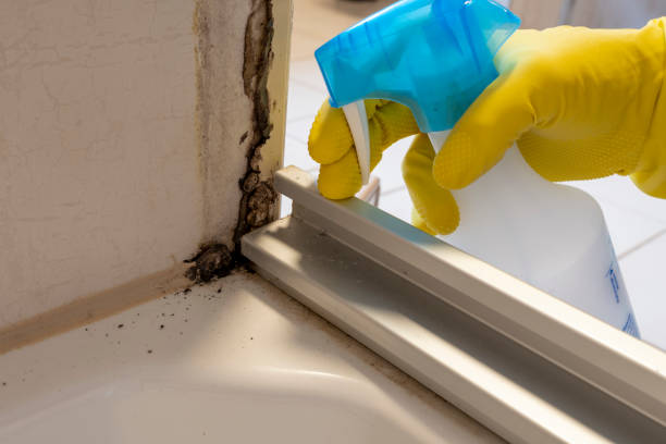 Best Crawl Space Mold Removal  in Wailua, HI
