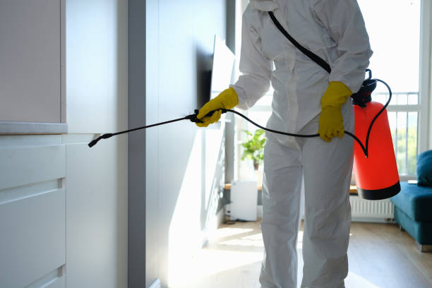 Best Black Mold Removal  in Wailua, HI