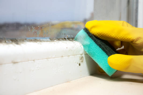 Best Attic Mold Removal  in Wailua, HI