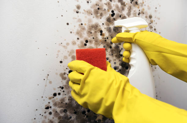 Mold Removal Process in Wailua, HI