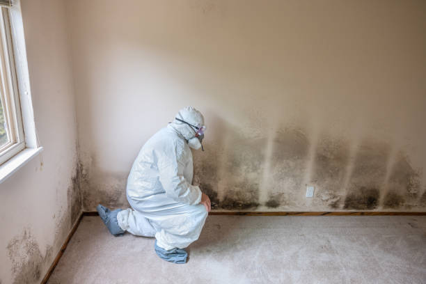 Best Local Mold Removal Service  in Wailua, HI