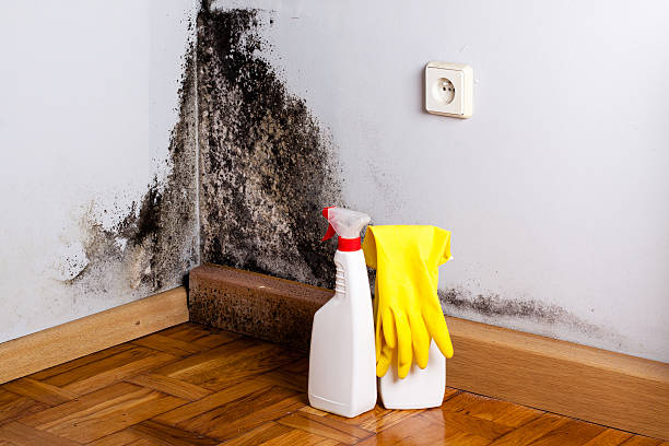 Best Mold Inspection  in Wailua, HI