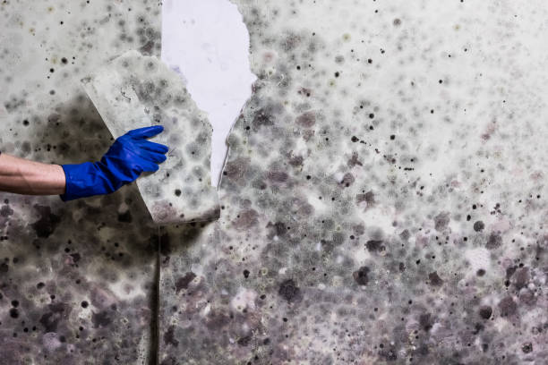 Professional Mold Removal in Wailua, HI
