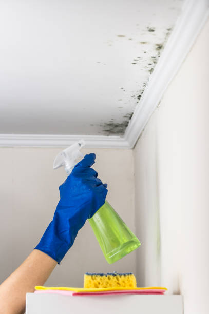 Best Fast Mold Removal  in Wailua, HI