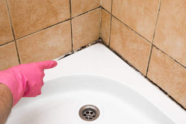 Best Certified Mold Removal  in Wailua, HI